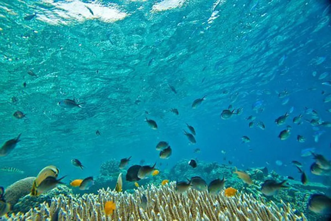  Tropical fish moving south as oceans heat up: Study