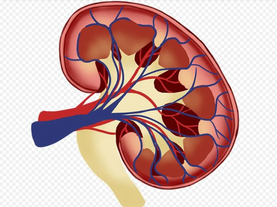  Happy World Kidney Day 2022 Wishes, Messages, WhatsApp status, Greetings