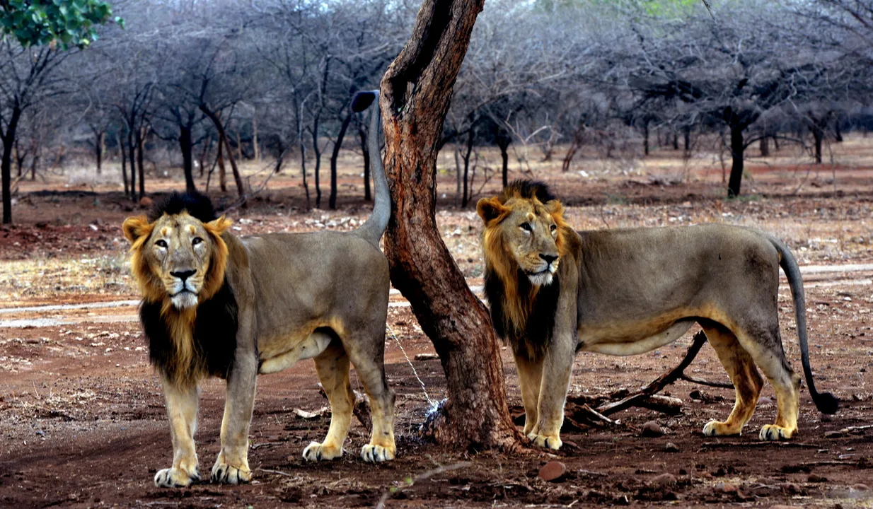  Nearly 300 lions died in Gujarat in last two years: Govt tells Assembly