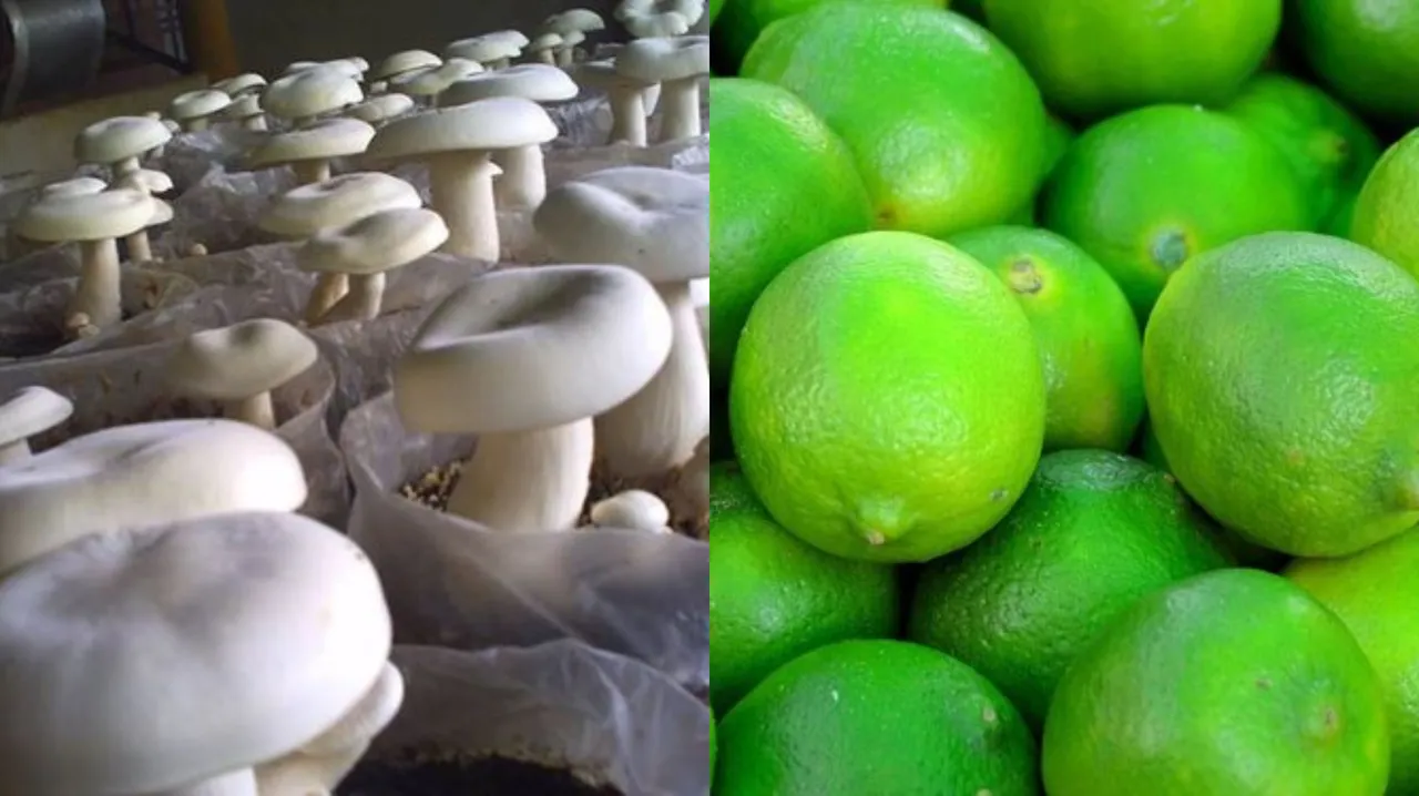  Odisha largest mushroom, lemon producing State in country