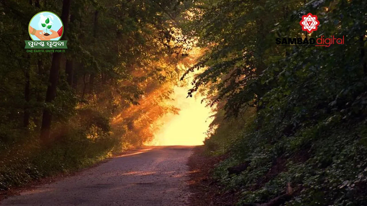  International Forest Day: Why are Forests crucial for our survival?
