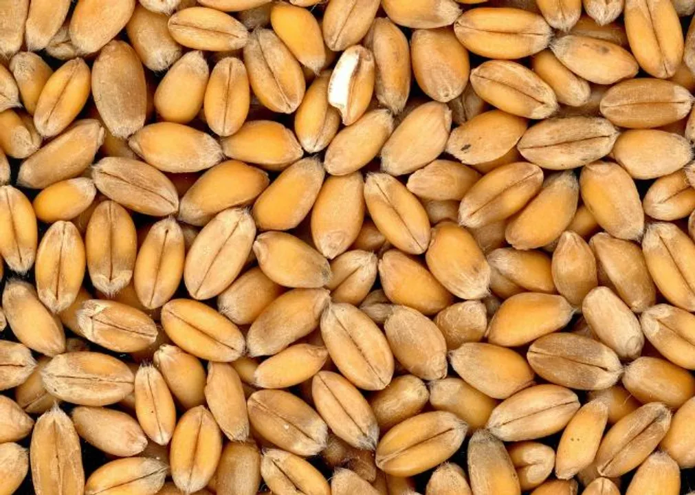  Russia-Ukraine war: Wheat prices hit lifetime high in India