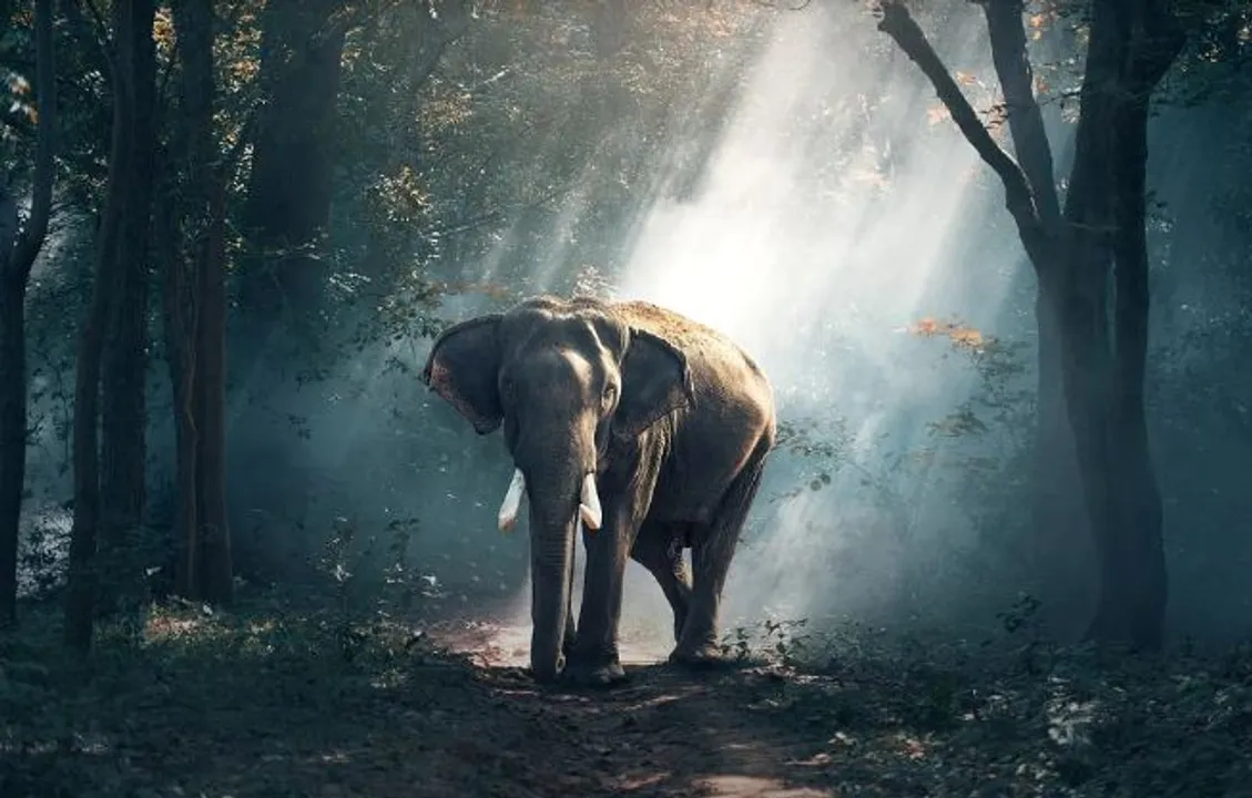  World Wildlife Day 2022 Theme, Significance, History and all you need to know