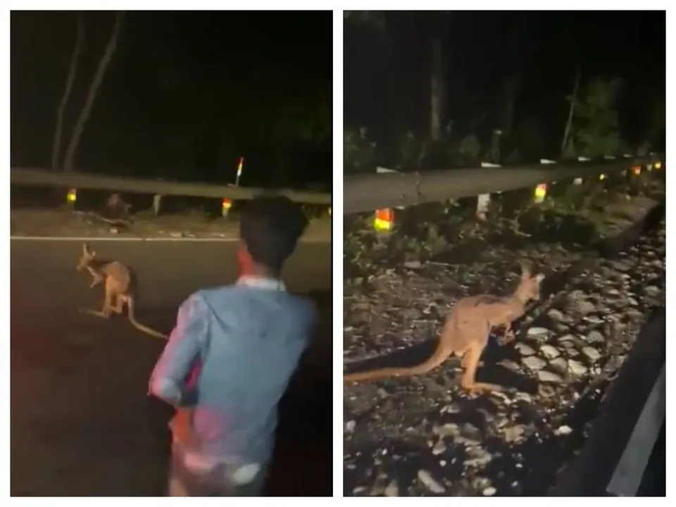  Watch: Kangaroos roaming about in West Bengal shocks internet, videos go viral