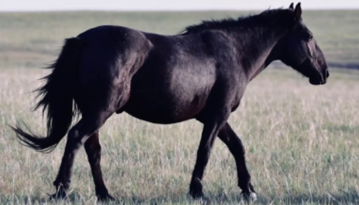  Punjab man buys black horse for Rs 23 lakh, left shocked after wash of the animal