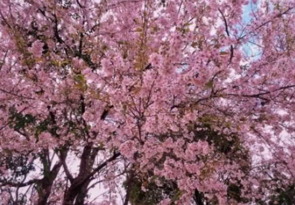  New plant species of 'Cherry Blossom' found in Manipur, named after Odisha scientist
