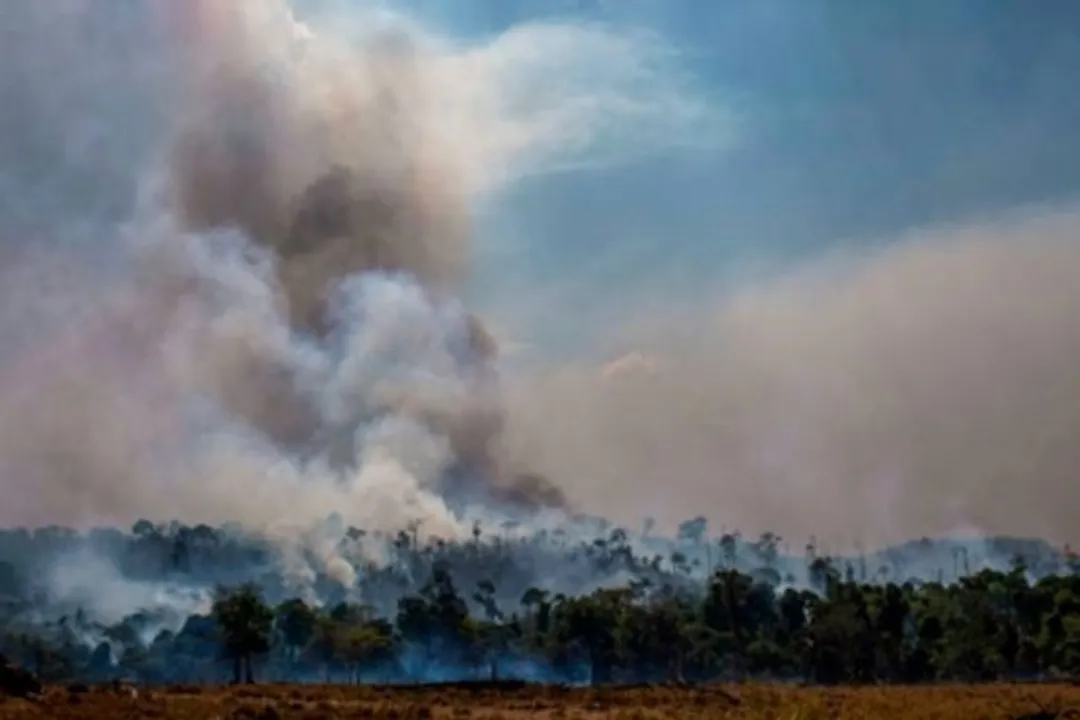  Global deforestation slowing, but tropical rainforests under threat: FAO