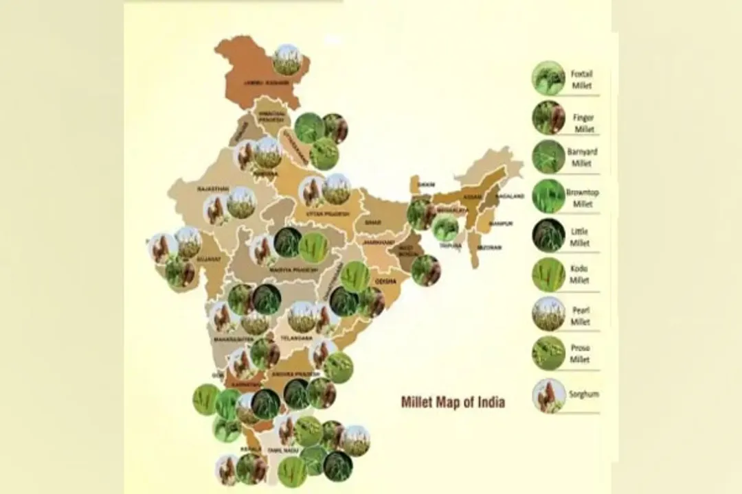  India must not lose focus on wheat and rice while encouraging millets