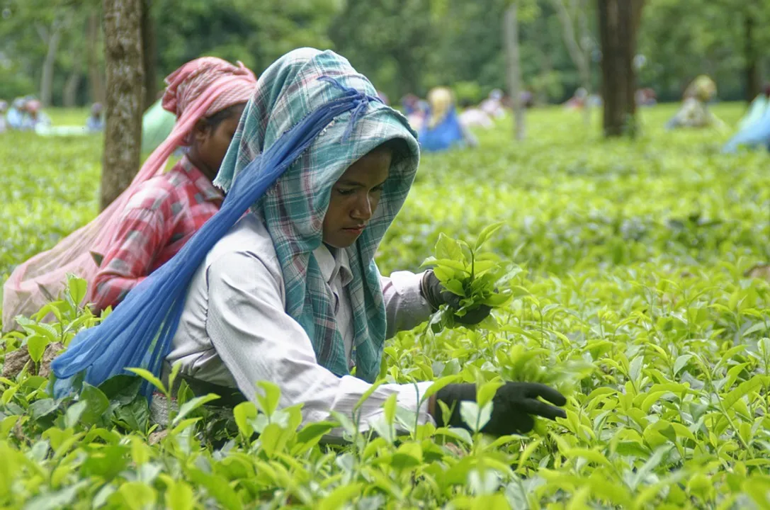  Top five destinations to celebrate International Tea Day