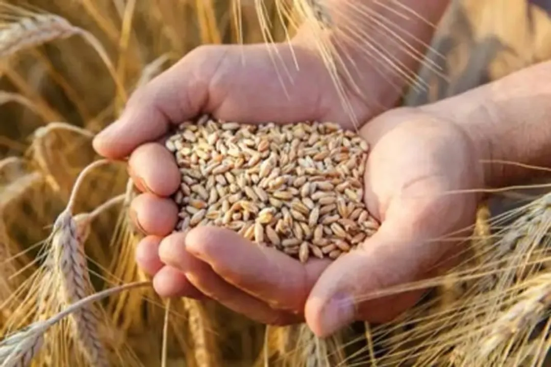  India export ban shakes global wheat prices