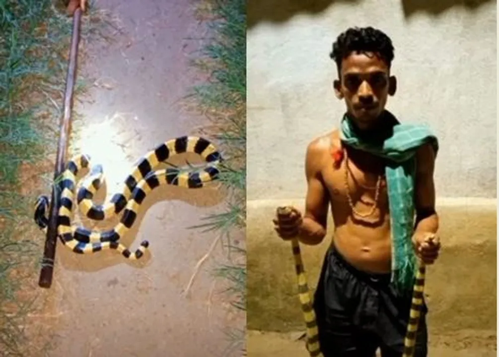  Odisha YouTuber held for keeping snakes, chameleons