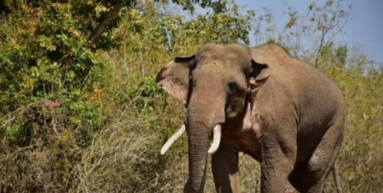  Odisha: Jumbo menace continues as another youth falls victim to tusker attack in Mayurbhanj