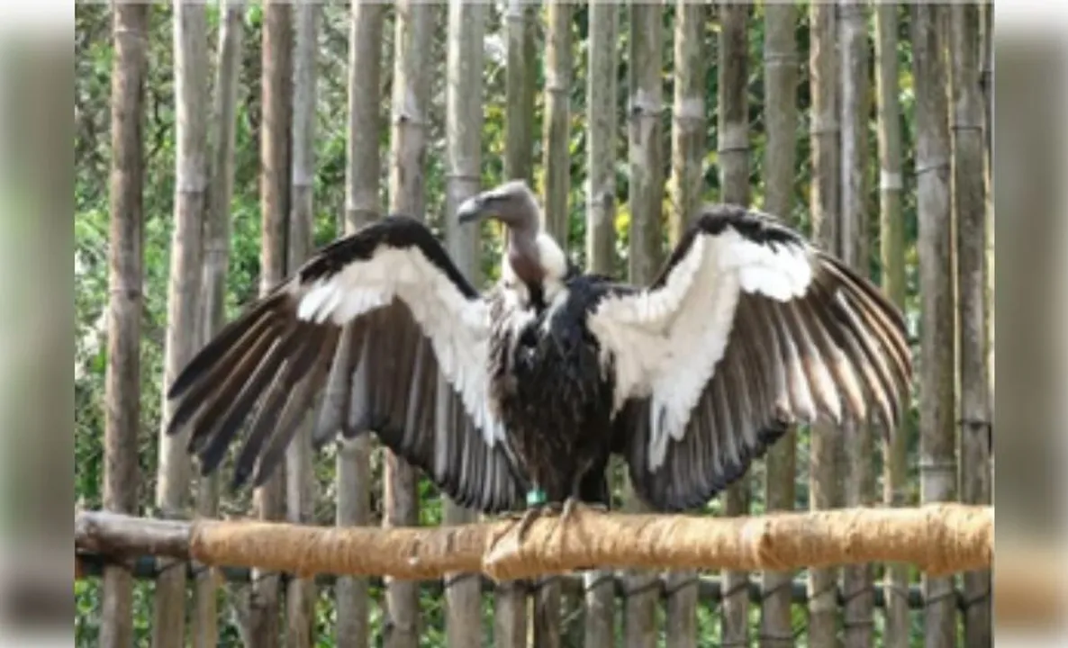  World's first Asian King vulture conservation centre in UP
