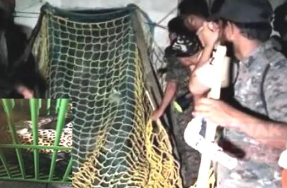  Leopard creating havoc captured in Odisha's Balasore