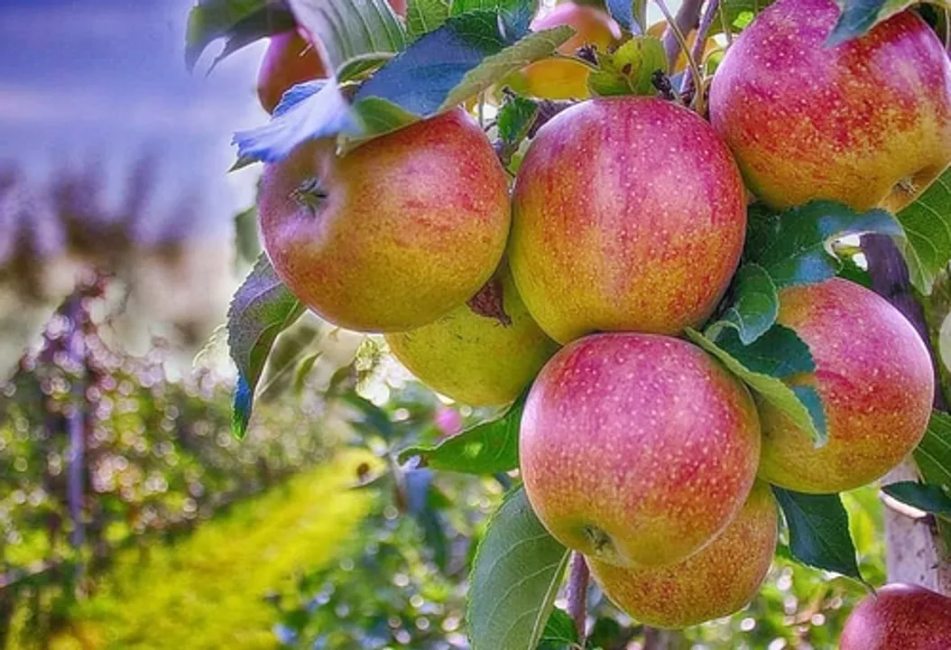  Himachal to ensure introduction of universal carton for apple marketing: Minister