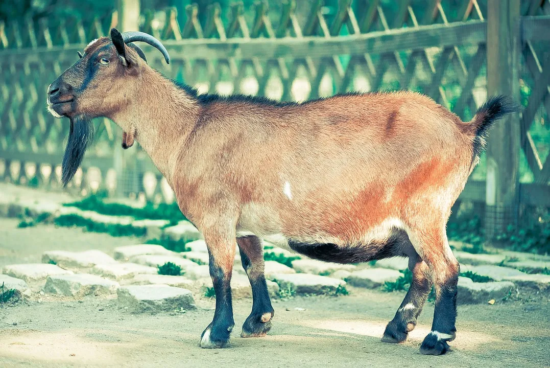  No social media display of 'qurbani': Islamic Centre's advisory
