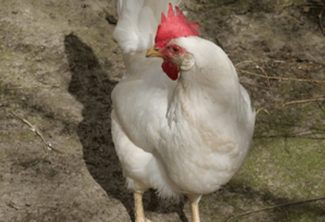  Andhra police registers FIR for barbaric killing of hen