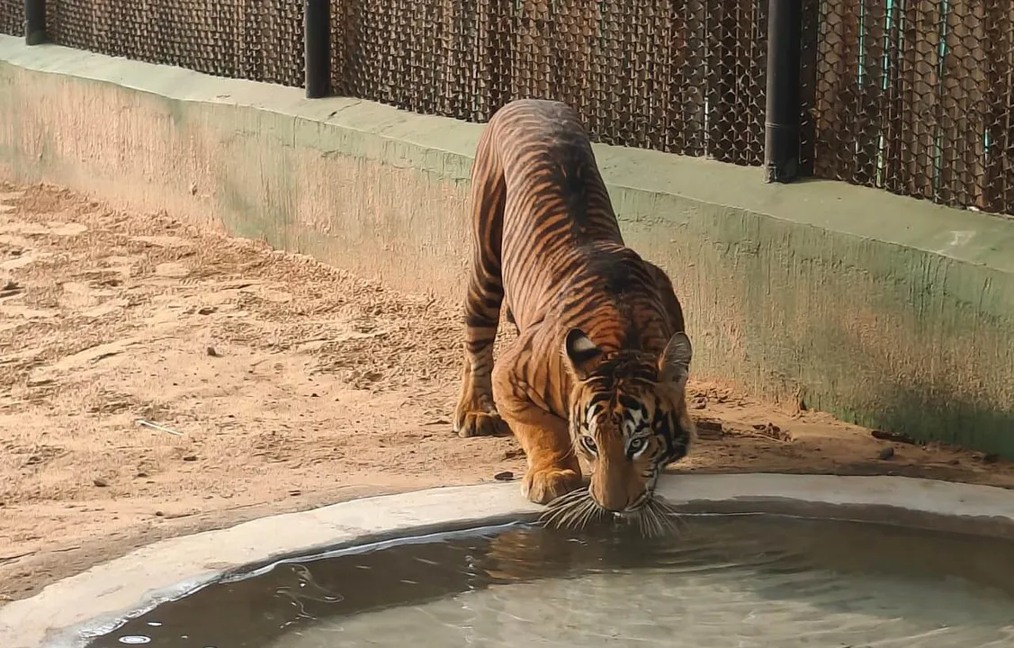  Odisha: Nandankanan Zoo in Bhubaneswar welcomes 18 new guests