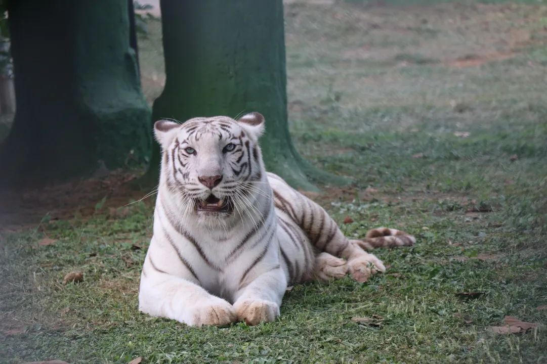  Odisha zoo welcomes new member on International Tiger Day