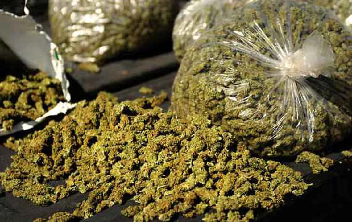  Major drug bust in Odisha: Over 13 quintal ganja seized from Gajapati, Koraput; 2 held