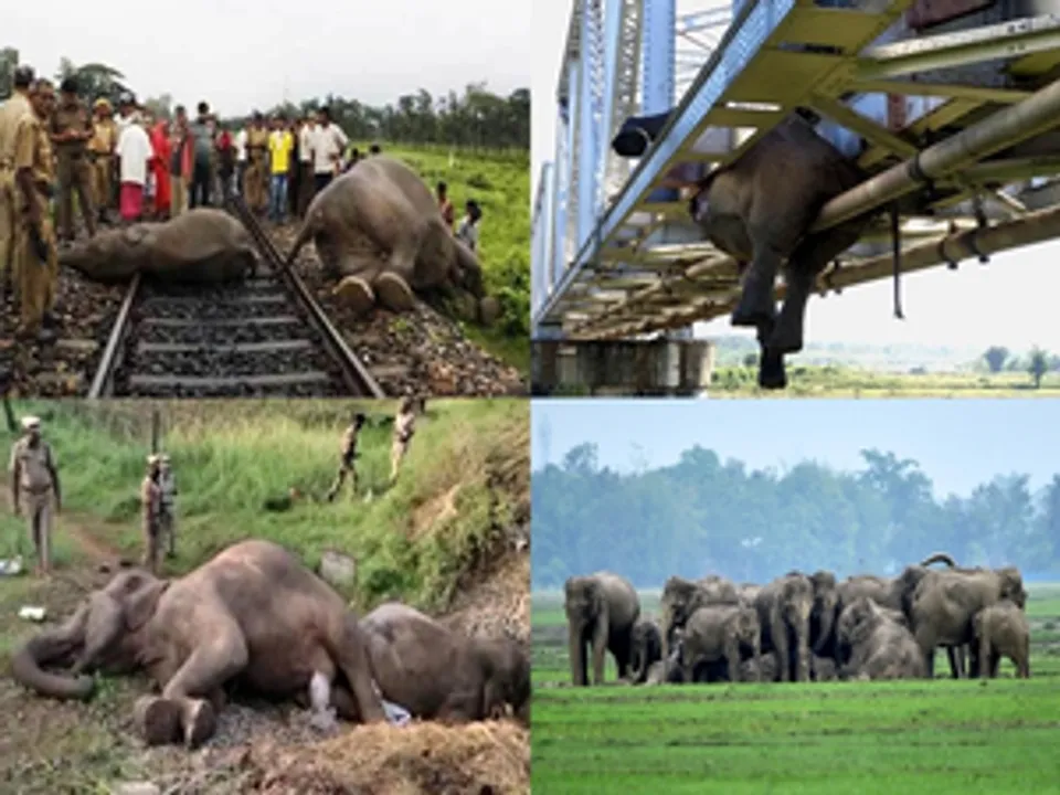  India lost 200 elephants in train accidents in 10 years: Wildlife SOS