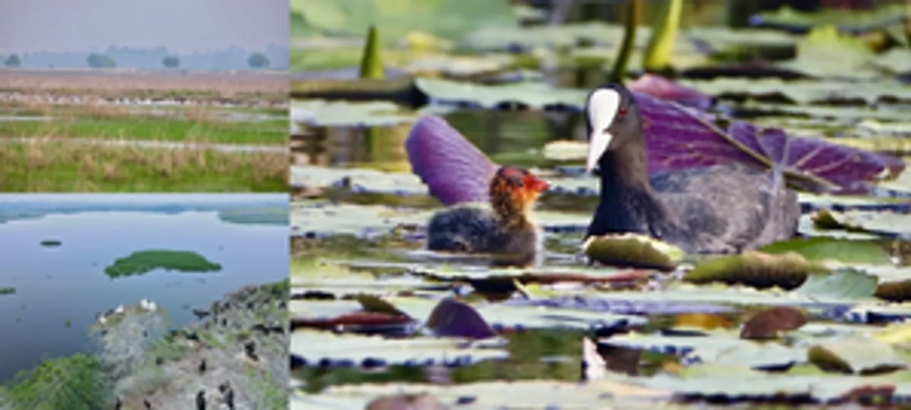  With help of drone mapping, wetlands in Tamil Nadu to be preserved