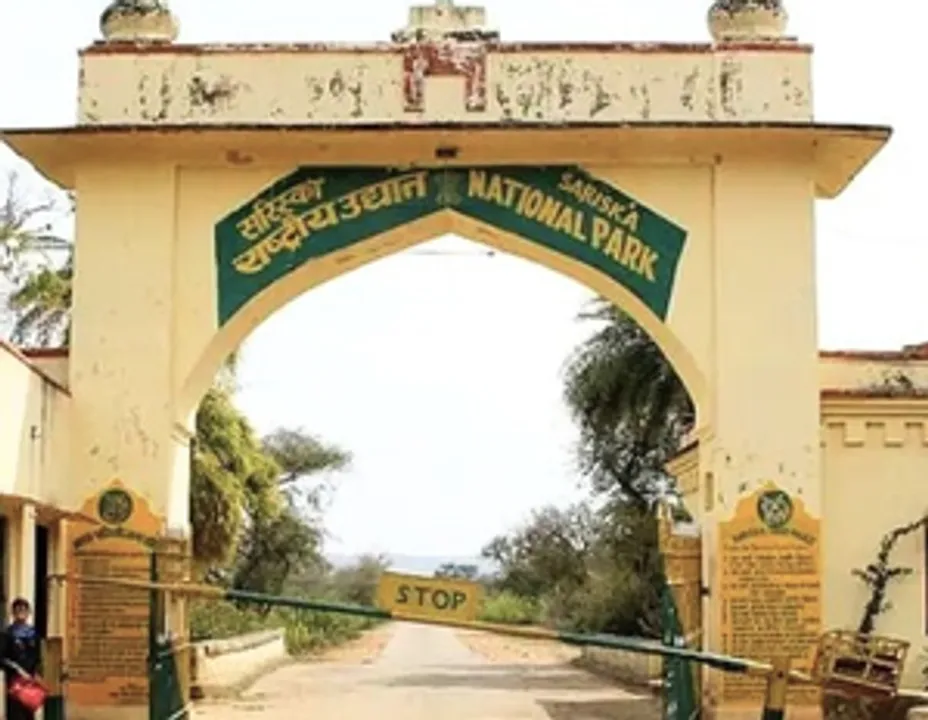  Tiger escapes from Sariska reserve, attacks five in Rajasthan