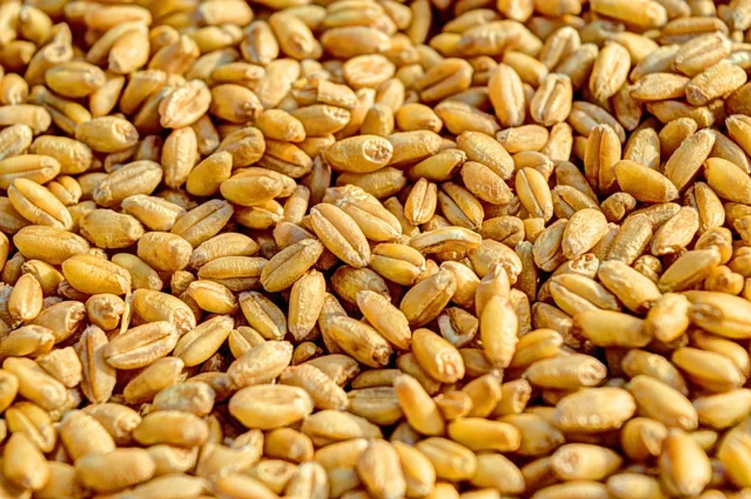  Ration card holders in Odisha to get wheat from October 2024