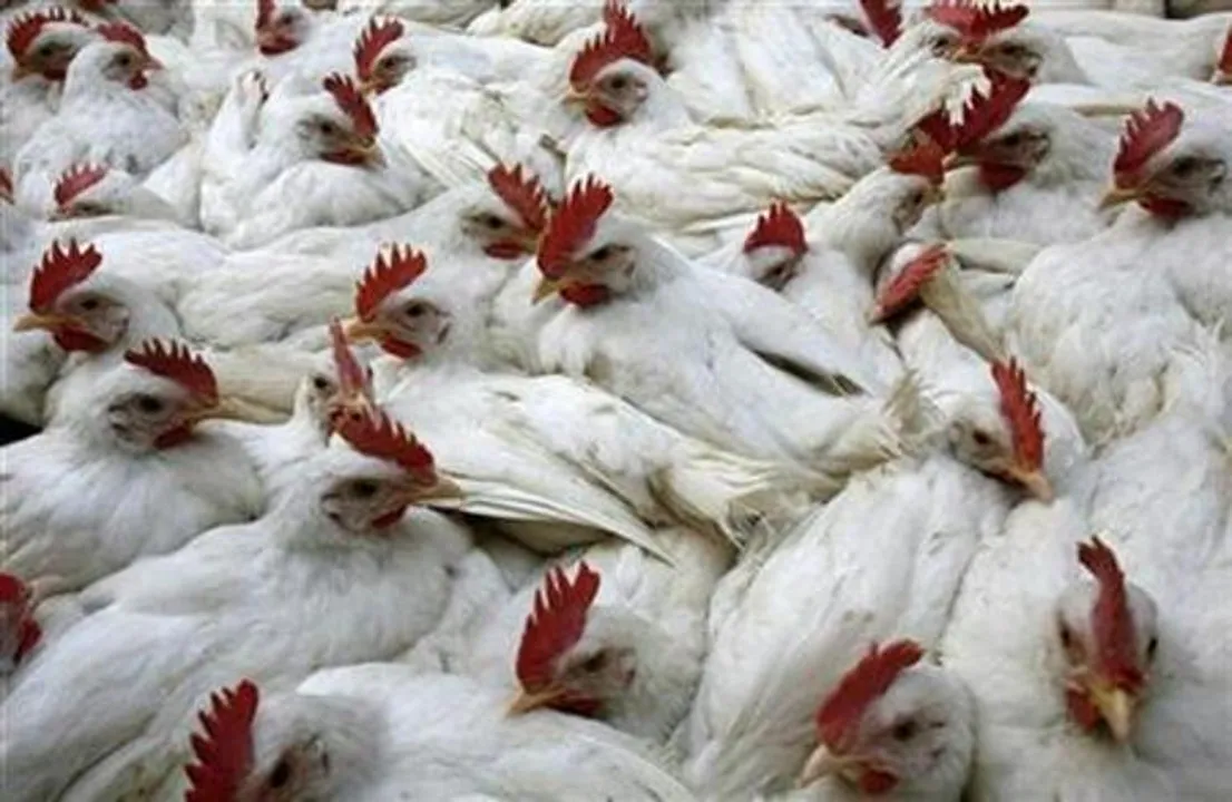  Scientists find gene preventing bird flu virus from spreading to humans