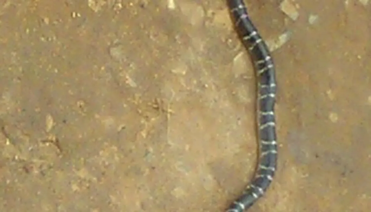  Snakebite claims minor boy, sister critical in Odisha's Sundargarh