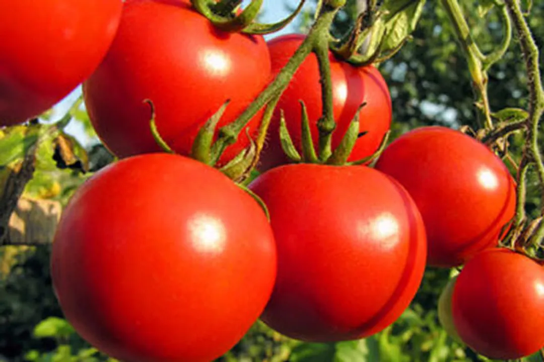  Indian expat in Dubai flies home with 10kg tomatoes in suitcase