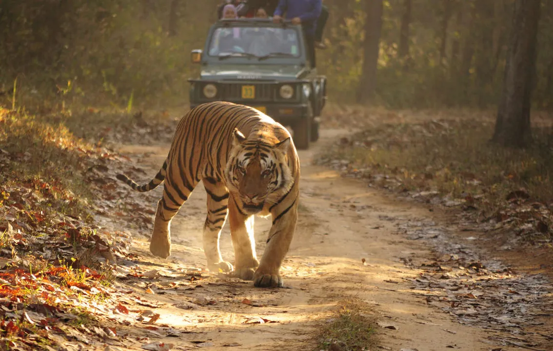  27 tigers to be relocated to Ranipur from Pilibhit
