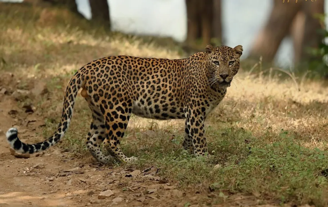  Leopard panic in Odisha's Nuapada: Another cattle killed, two big cats sighted by villagers