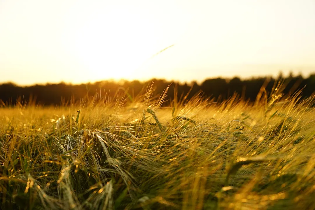  Cabinet approves Minimum Support Prices for Kharif Crops