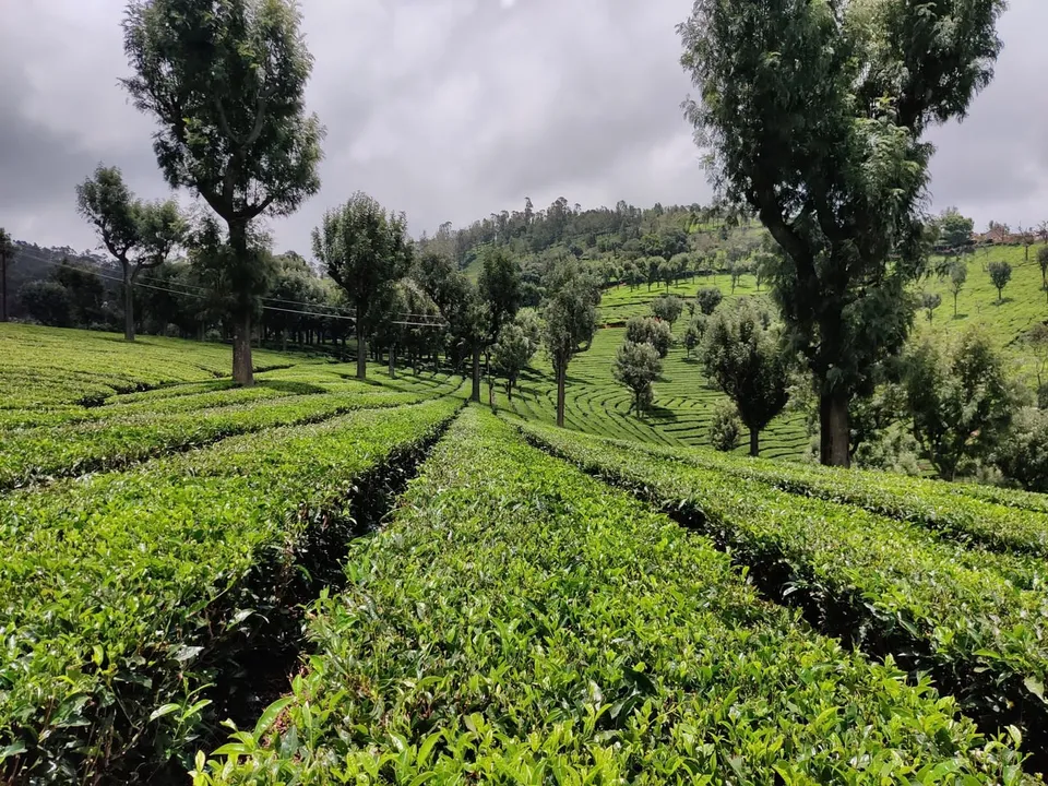  BENGALURU: Israel Consulate Launches Smart IoT Irrigation Project at Ooty's Tea Garden. 
