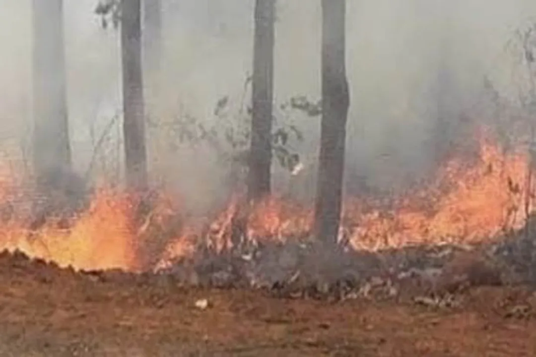  Odisha: Forest fire rages in Similipal, firefighting stepped up