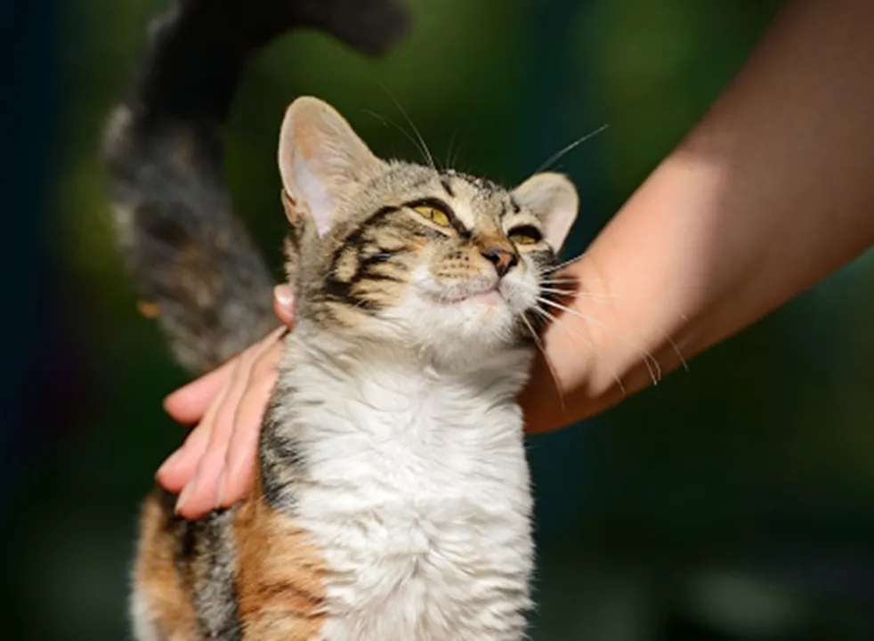  Cat reaches Delhi from Ukraine with owner; Airline refuses onward journey to Kerala