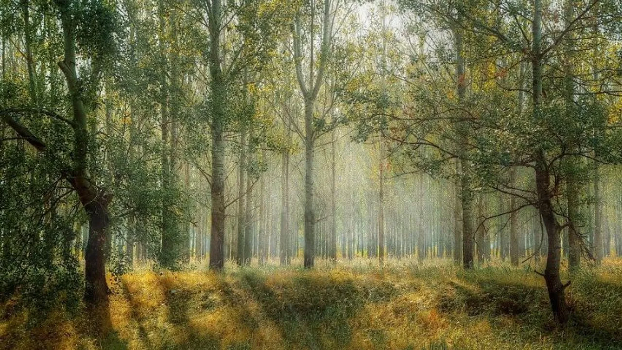  International Forest Day 2022 Theme, History, Significance