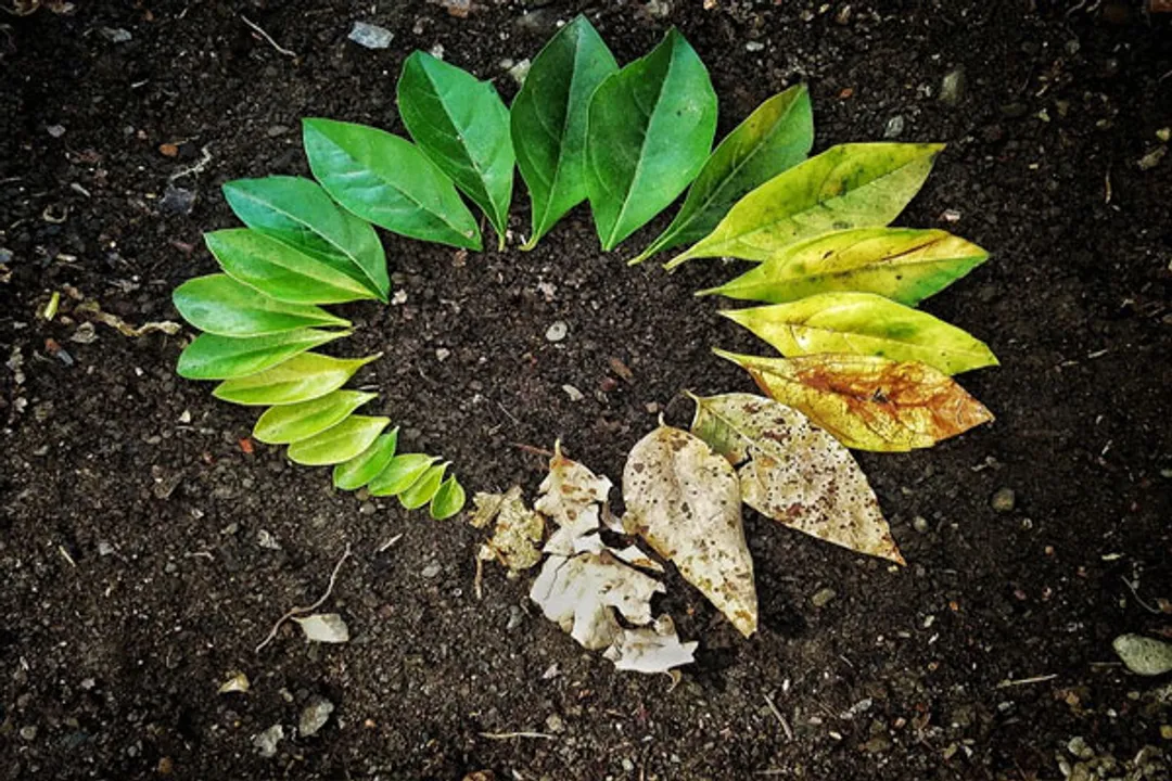  Cooler conditions may prolong lifespan: Study