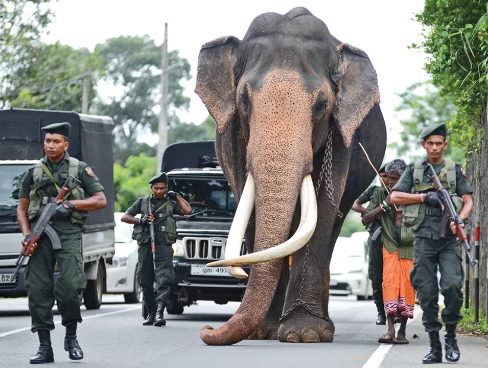 Venerated Indian tusker Nadungamuwa Raja dies
