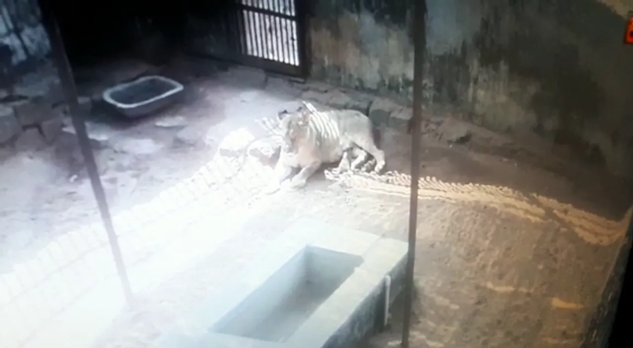  Lioness 'Bijili' gives birth to cub at Nandankanan Zoo