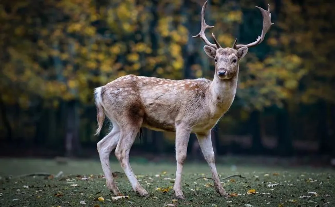  World Wildlife Day 2023 Theme, History, Significance, Details