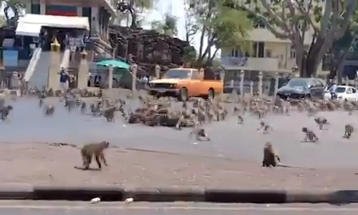  Monkeys fight over food in Thailand as nCoV slows tourist footfall 