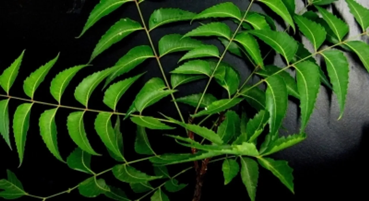  Neem component can help fight cancer