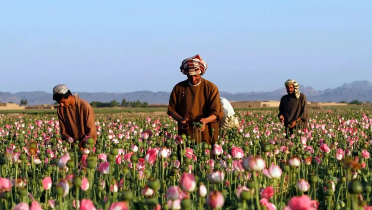  Taliban supreme leader Haibatullah Akhundzada bans poppy cultivation and opium trade in Afghanistan