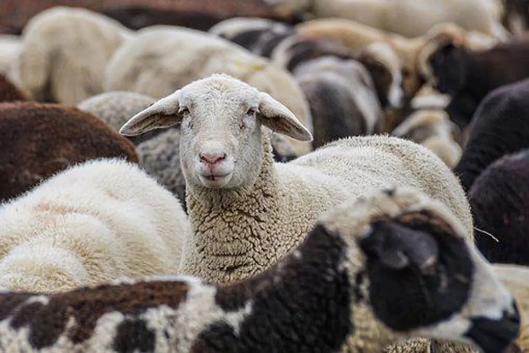  Himachal aims to double wool production