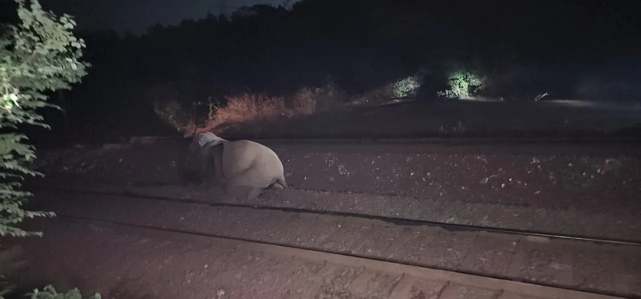  Three elephants killed after being hit by goods train in Odisha
