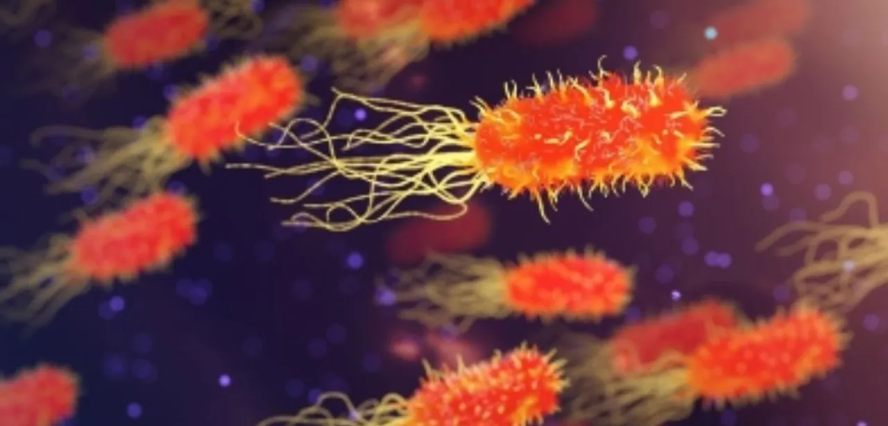  Scientists discover new bacteria clinging to plastic for 'hitchhike' across oceans
