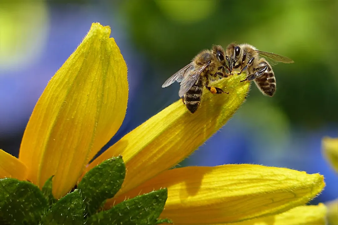  Save bees to save the planet Earth; here's why