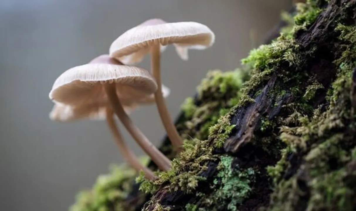  Mushrooms can talk to each other, recognise up to 50 words